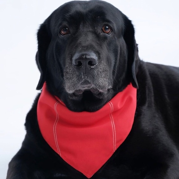 Single Fold Bandana - Picture 10 of 10